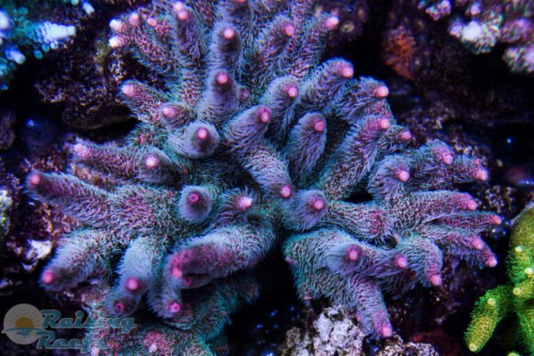 Kraken ссылка зеркало рабочее