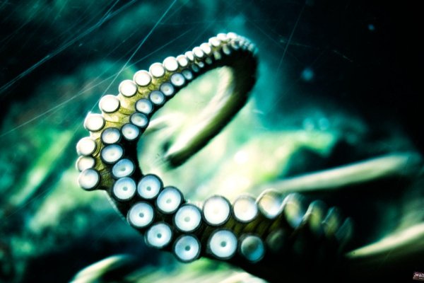 Kraken 20at