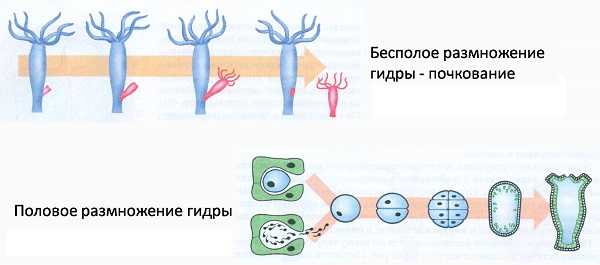 Ссылки на кракен маркетплейс